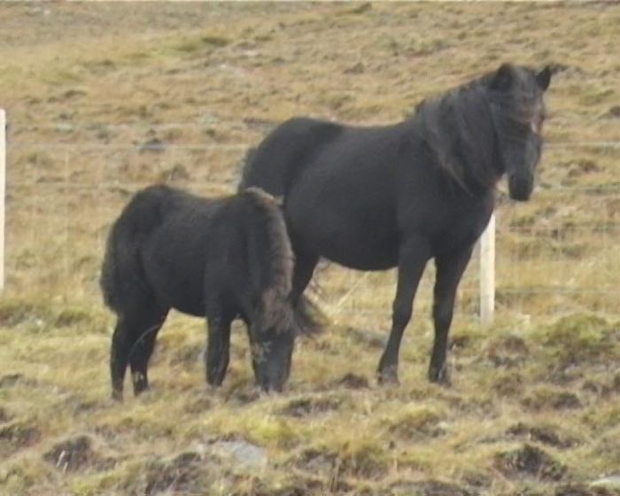 Irpa and foal 2007