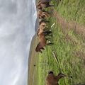 img 0628 1455529
