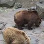 Birnir vid hollina