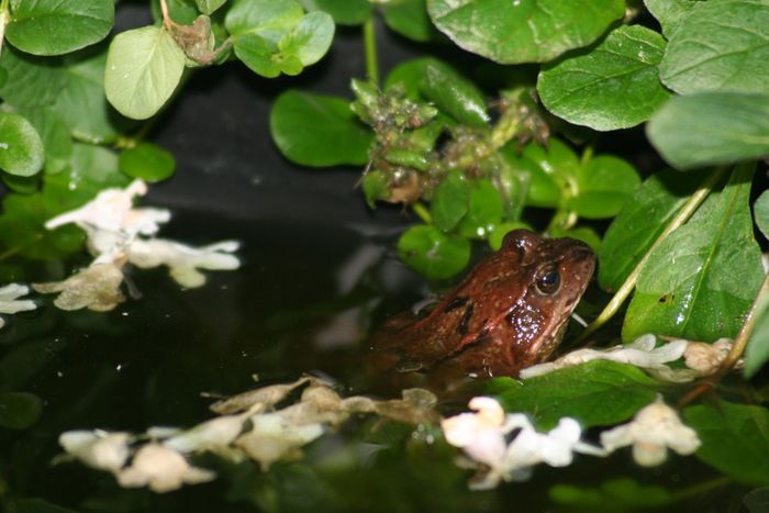 Frog in pond in rsta Havsbad sweden