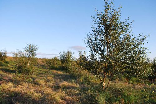 SkogurHrpu100724-03