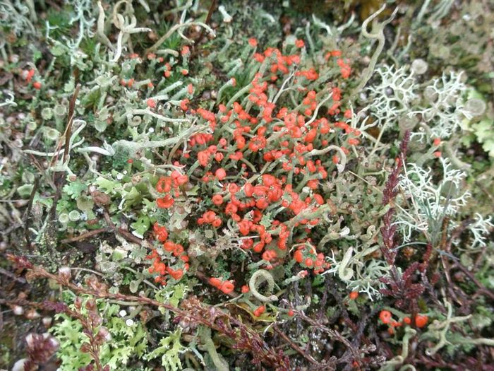 Cladonia heven...