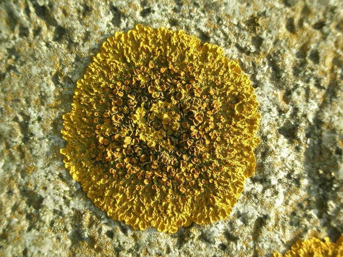 Xanthoria parietina