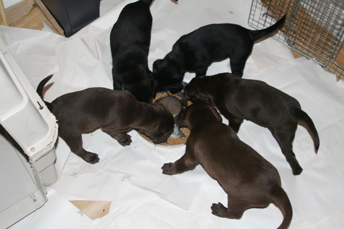 Coco pups29 26nov