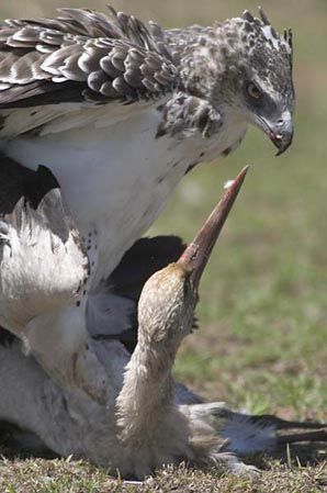 martial stork