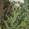 Achillea millefolium vallee-de-grace-amiens 80 22062007 1
