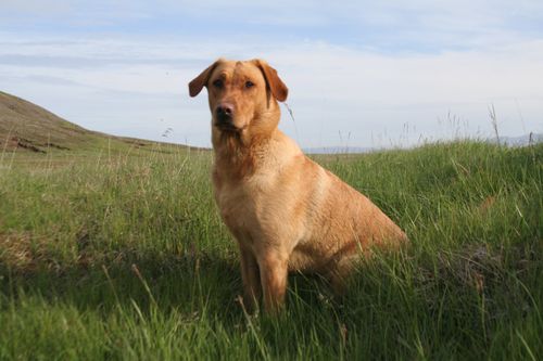 img 0568.jpg