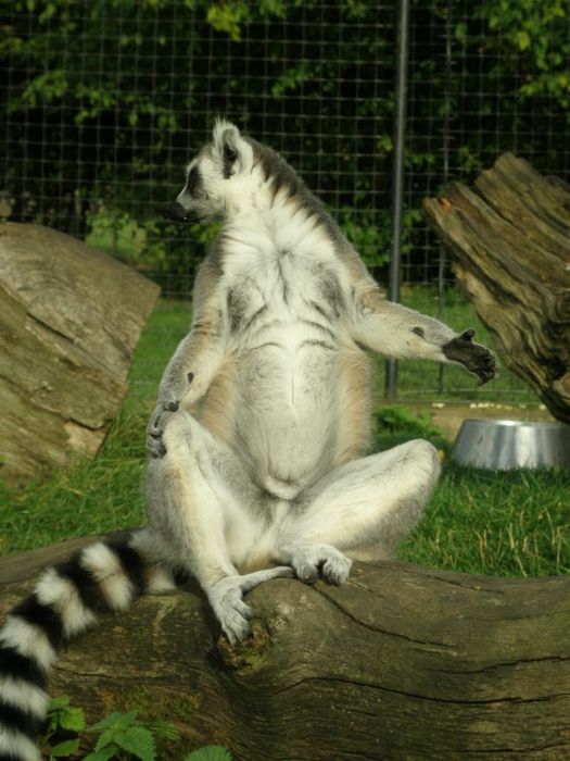 Lemur