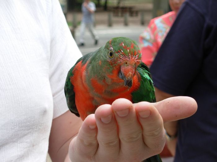 Australian king parrot