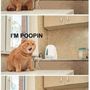 1237-pooping-cat