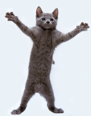 funny-cat-picture-dancing-cat