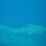 Leopard shark (hlébarða hákarl)