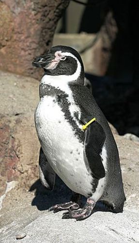 275px-Humboldt Penguin