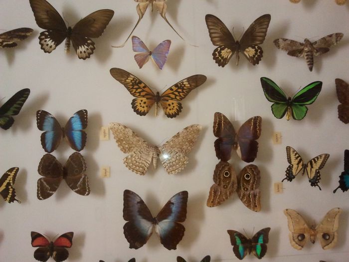 MSU museum butterflies