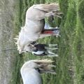 img 0355