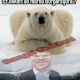 polar bear betrayed by Mr Gnarr the Mayor Of Reykjavik