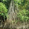 Mangrove skógar