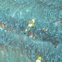 Clownfish (Nemo)