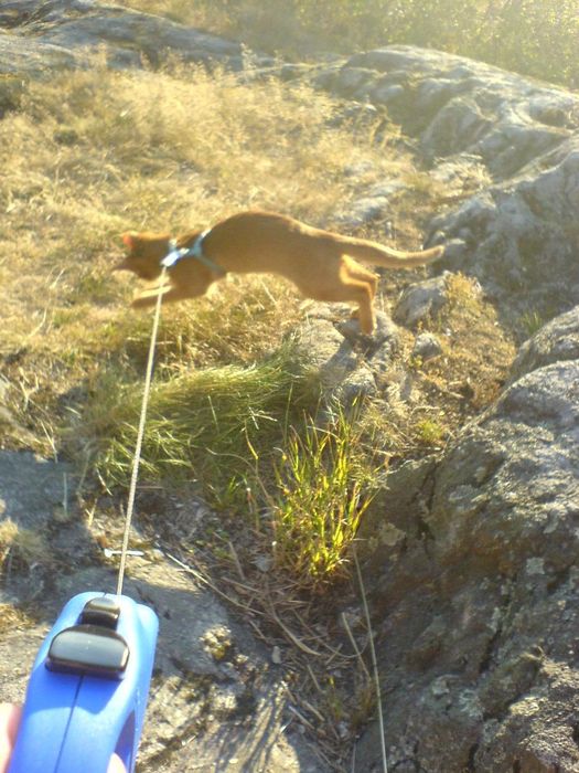 New leash...