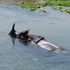 Chitwan National Park 062