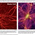 Brain cell universe