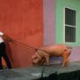 L-21-2188-villager pulling pig on rope  tlacotalpan  veracruz llave  mexico-Z00DADNO