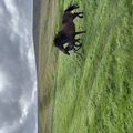 img 0335 1455066