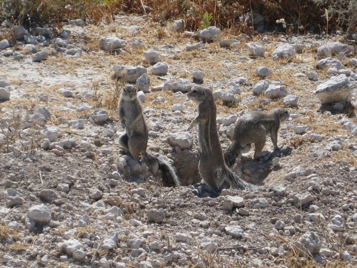 Etosha 9