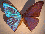 butterfly anim