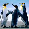 ...penguins