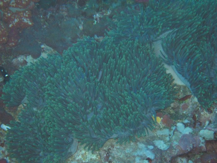 Soft coral (mjkur krall)