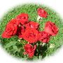 red roses-dsc00823-a1
