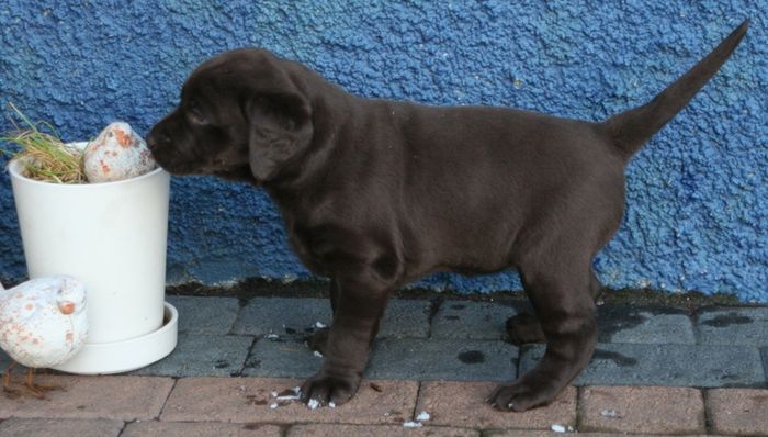 Coco pups23 26nov