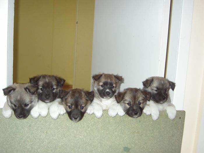 Birta, Bolla, Bsi, Bla, Breki og Barn