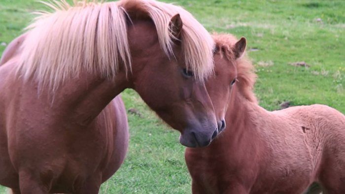 Bryti and her foal