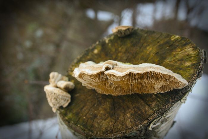 Norwegian Forest Mushroom