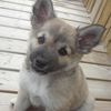 Birta