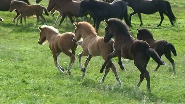 Hlfs Stakas and Orkas foals