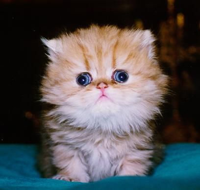 Fluppe (familie kat)
