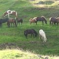 Móna+foal, Blekking+foal, Sjarmi, Erla´s offspring, Stirnir, Hula, Galsi, Lúðvík