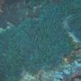 Soft coral (mjúkur kórall)