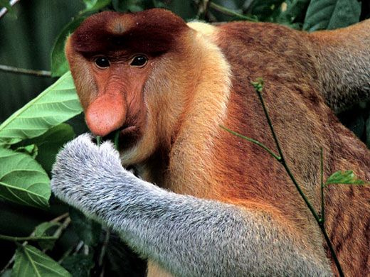 borneo proboscis monkey