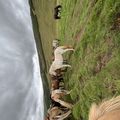 img 0589 1455494