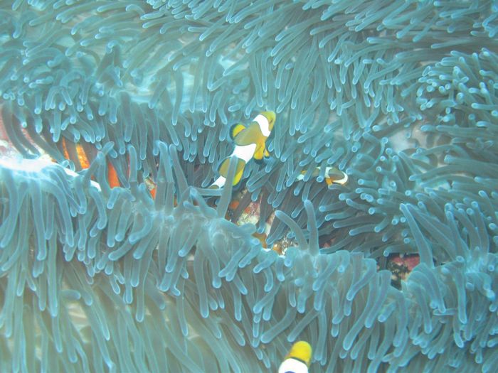 Clownfish (Nemo)
