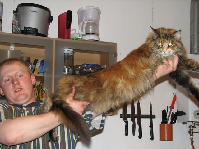 maine coon la