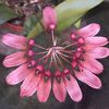 Bulbophyllum longiflorum DSCN1530xw