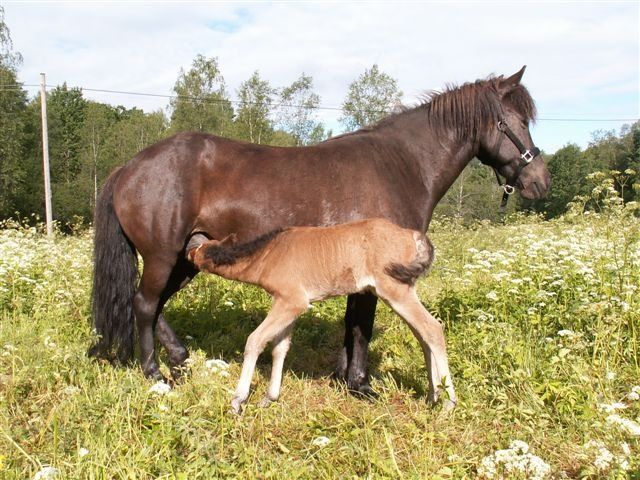 Glei (and her foal after Karri Nera-Seli) fr Hnsstum