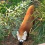 Raud panda