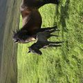 img 0340 1455071