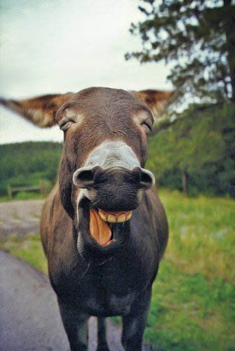 donkey-humor-01